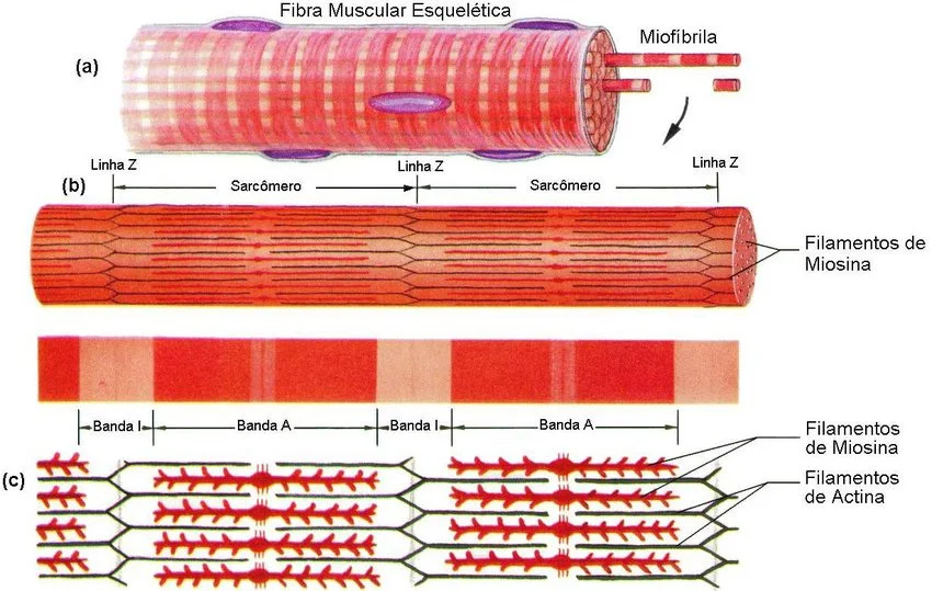 Hipertrofia Muscular: Guia de Treino, Nutrição e Estratégias (2025)
