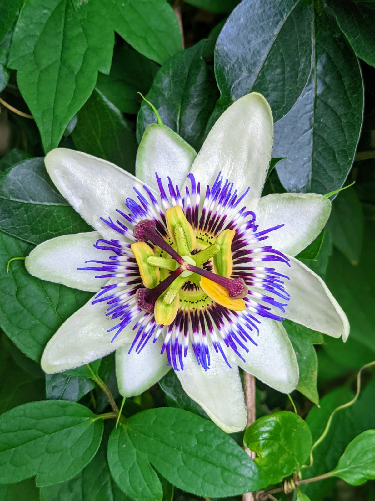 Flor de maracujá roxa em destaque, planta usada na composição do Pasalix.