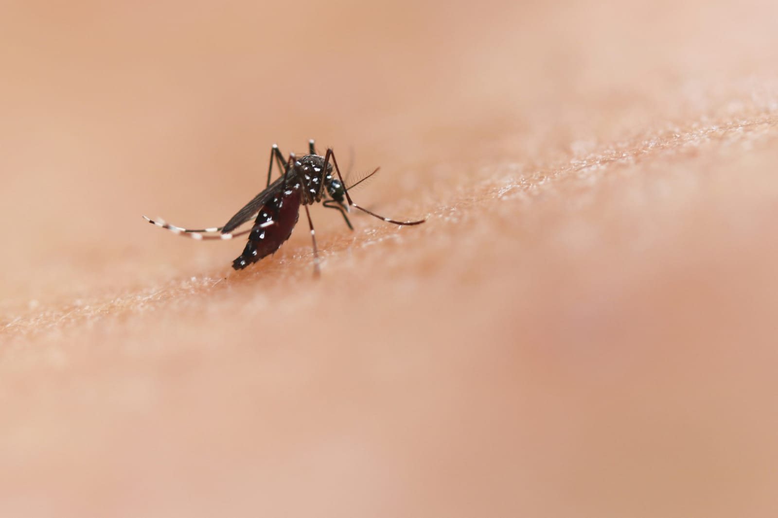 Mosquito Aedes aegypti sobre superfície clara, vetor da dengue.