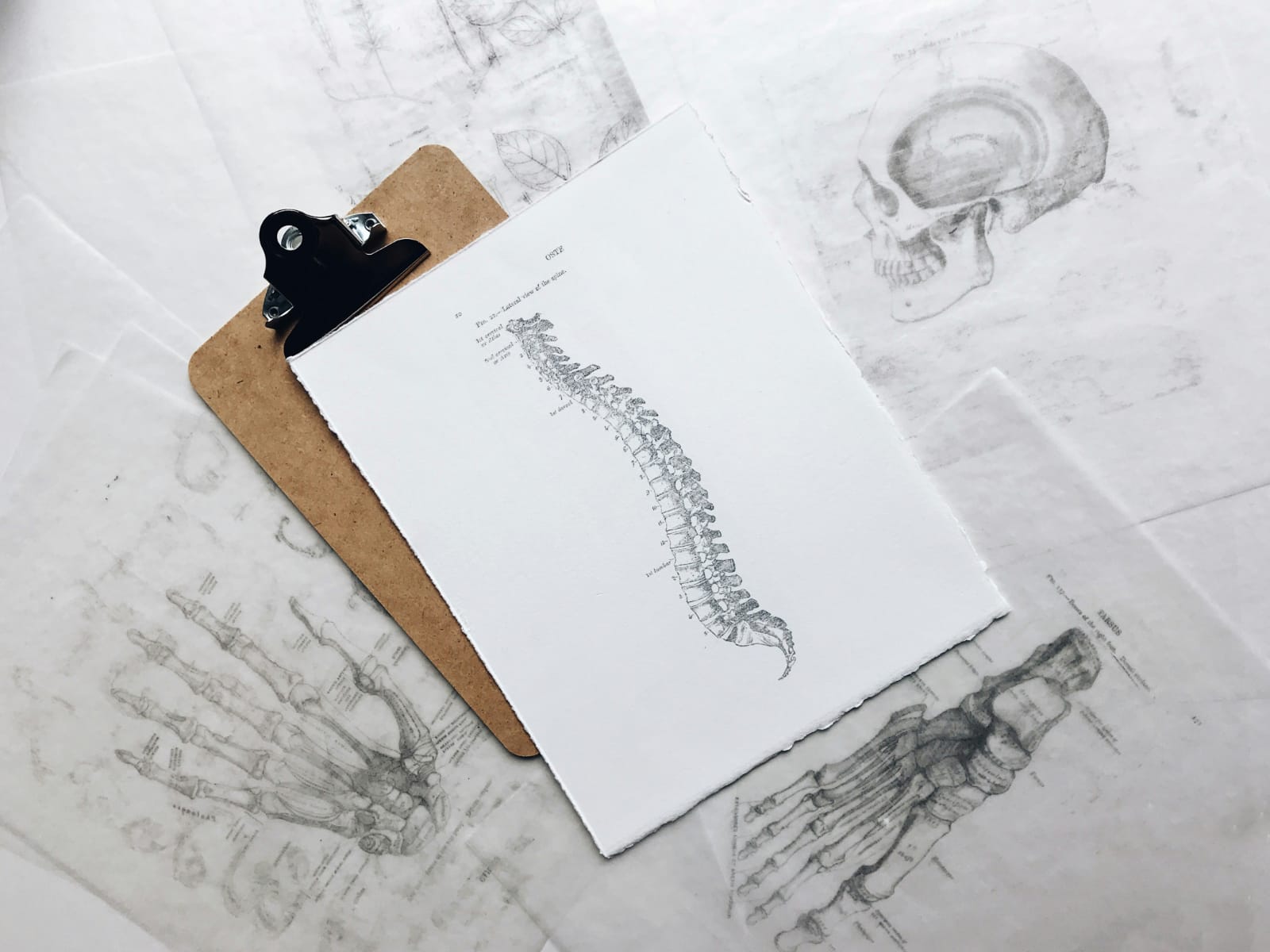 Ilustração anatômica da coluna vertebral em uma prancheta, representando estudos sobre osteopenia e saúde óssea.