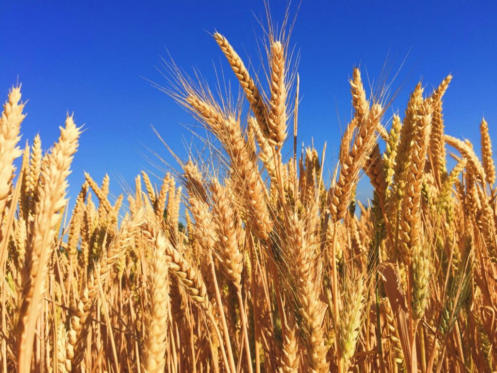 Campo de trigo dourado sob céu azul, fonte natural de glúten associado à doença celíaca