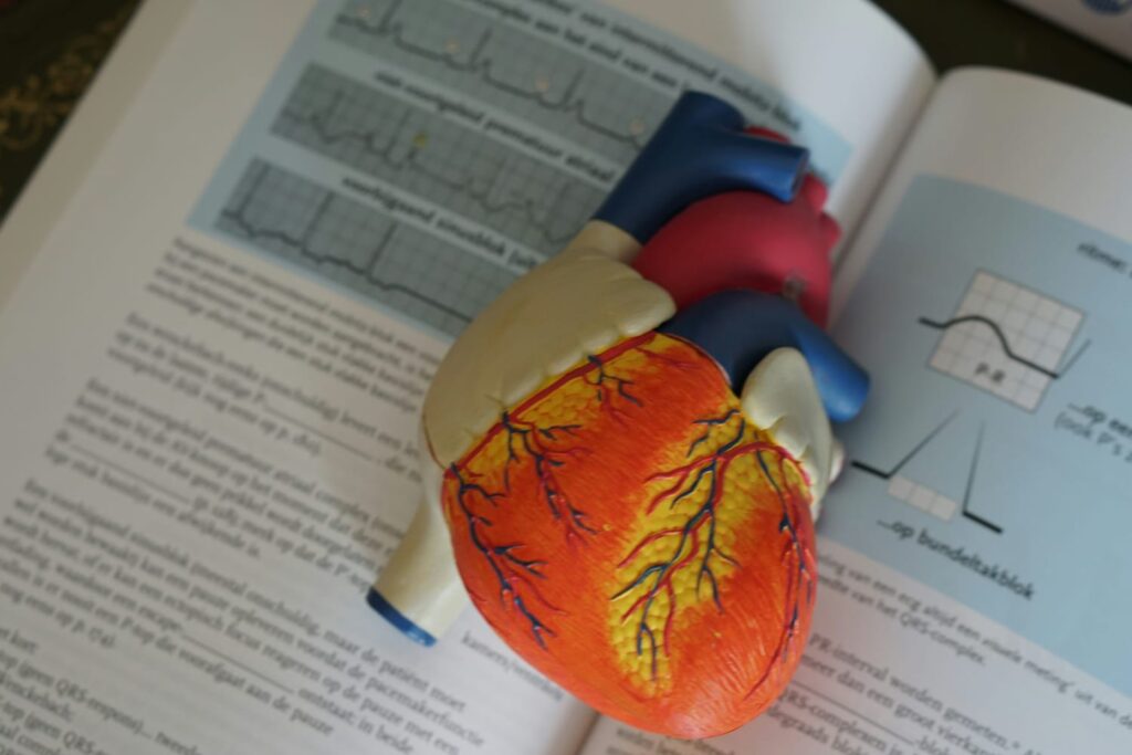Modelo anatômico do coração humano sobre livro de medicina com gráficos de eletrocardiograma, representando estudos sobre infarto do miocárdio.