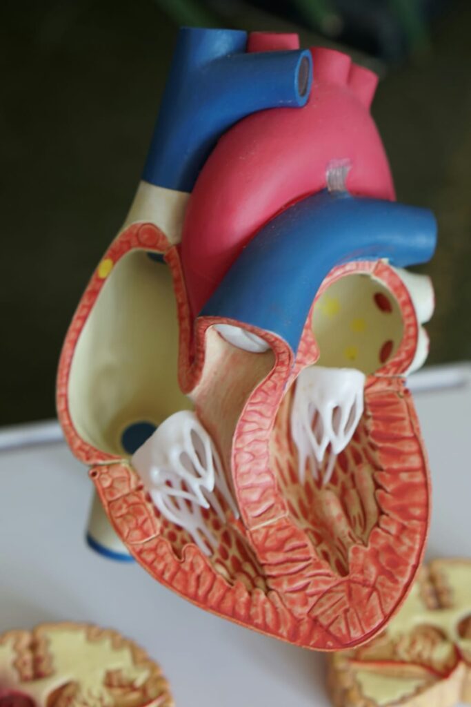 Modelo anatômico detalhado de um coração humano mostrando cavidades, válvulas e vasos sanguíneos.