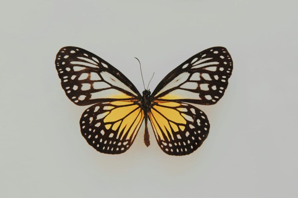 Borboleta com asas alaranjadas e bordas escuras, símbolo associado ao lúpus devido à mancha em formato de asa de borboleta no rosto.