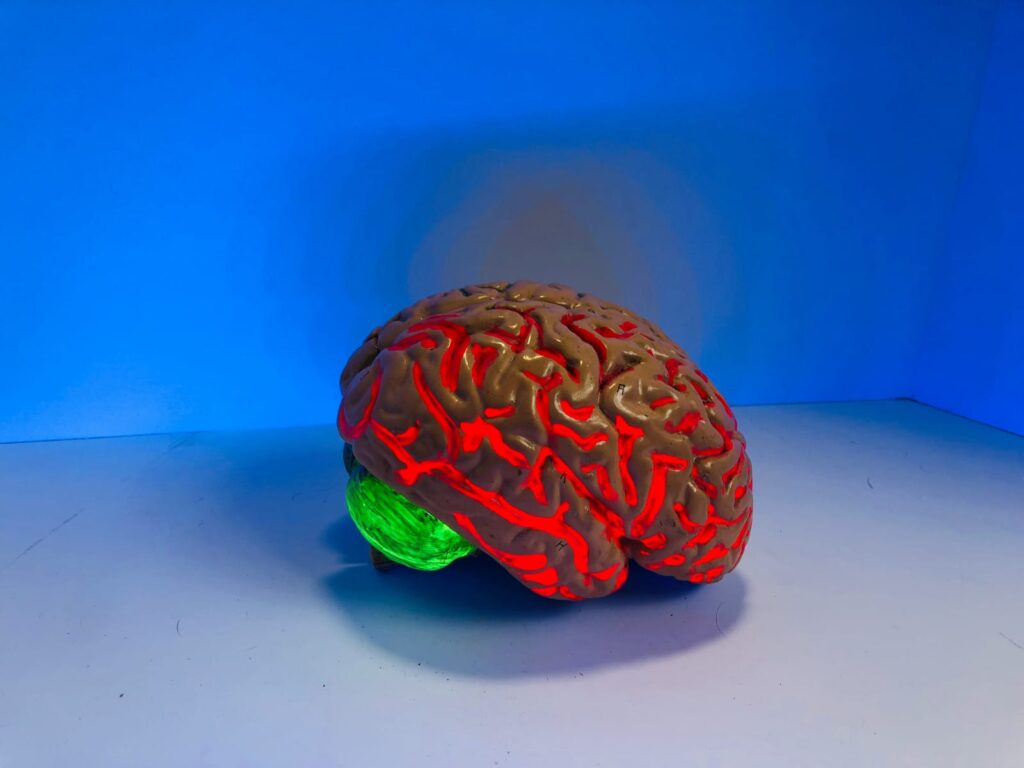Modelo anatômico do cérebro humano para ilustrar os efeitos cerebrais do Ozempic.