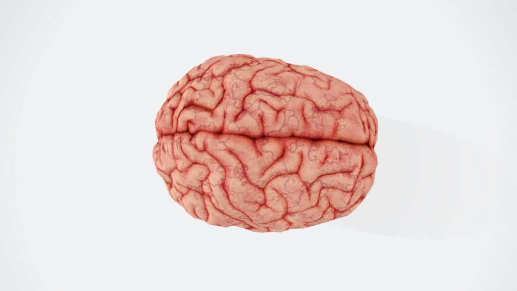 Ilustração realista de um cérebro humano, destacando vasos sanguíneos relacionados aos tipos de AVC.