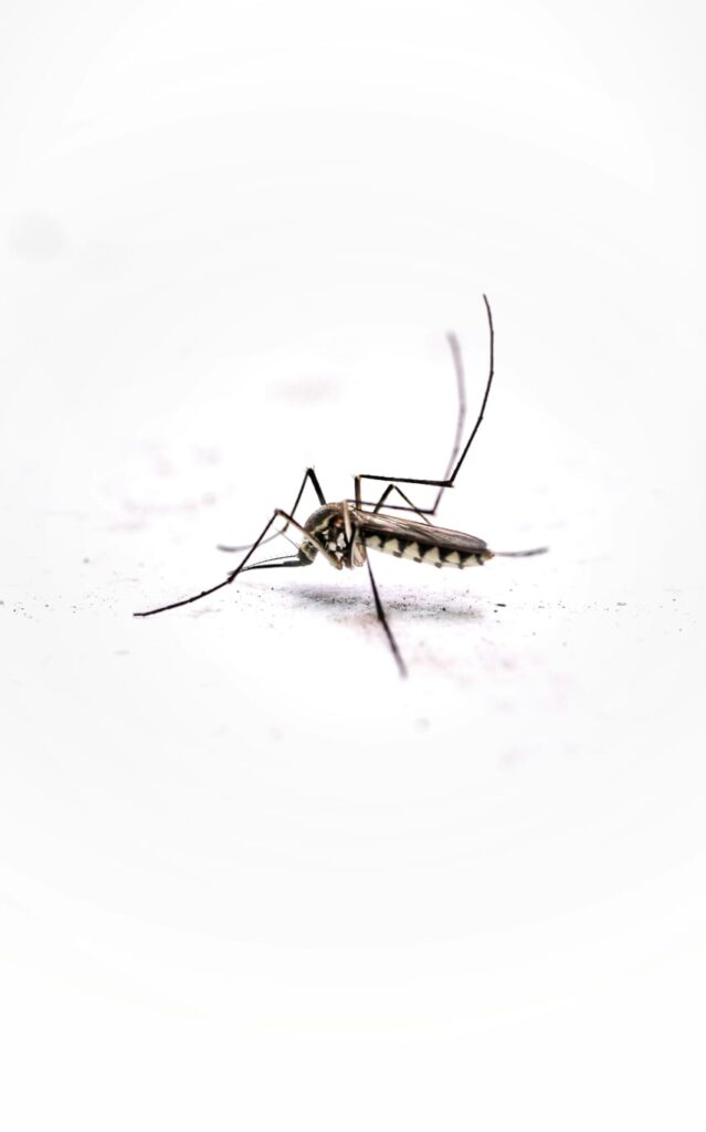 mosquito Aedes aegypti pousado sobre uma superfície branca, em destaque sobre fundo desfocado.