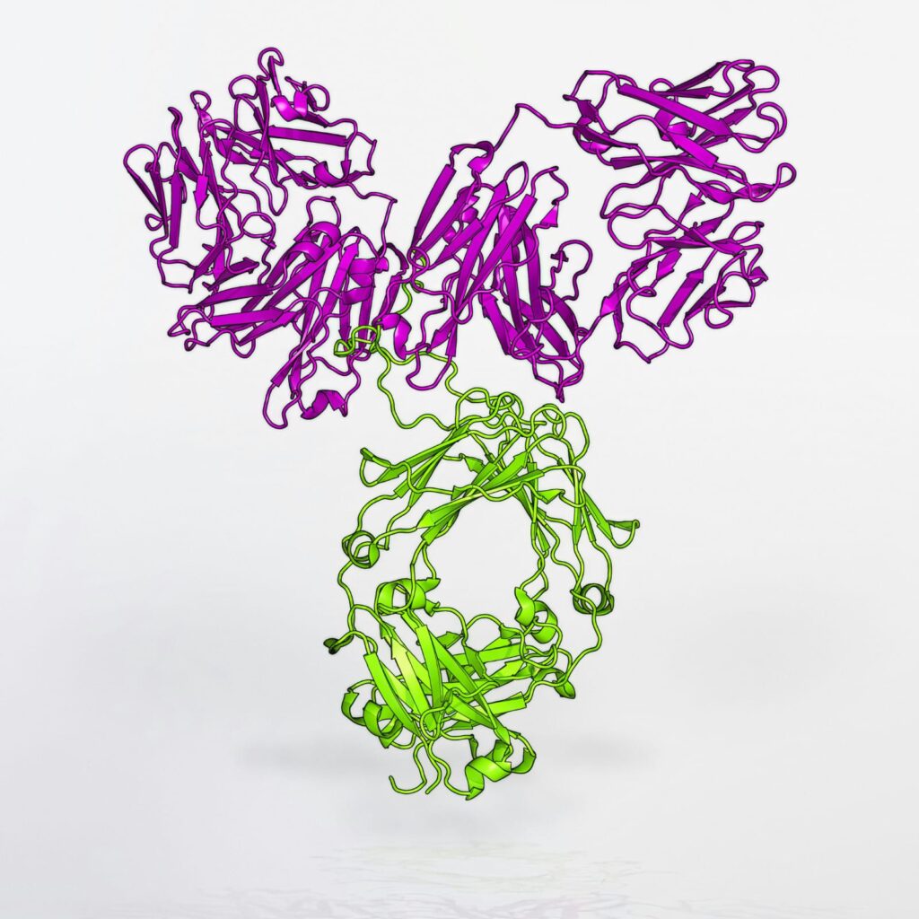 Estrutura tridimensional de um anticorpo monoclonal com regiões de ligação ao antígeno destacadas, ilustrando como funciona sua ação terapêutica.