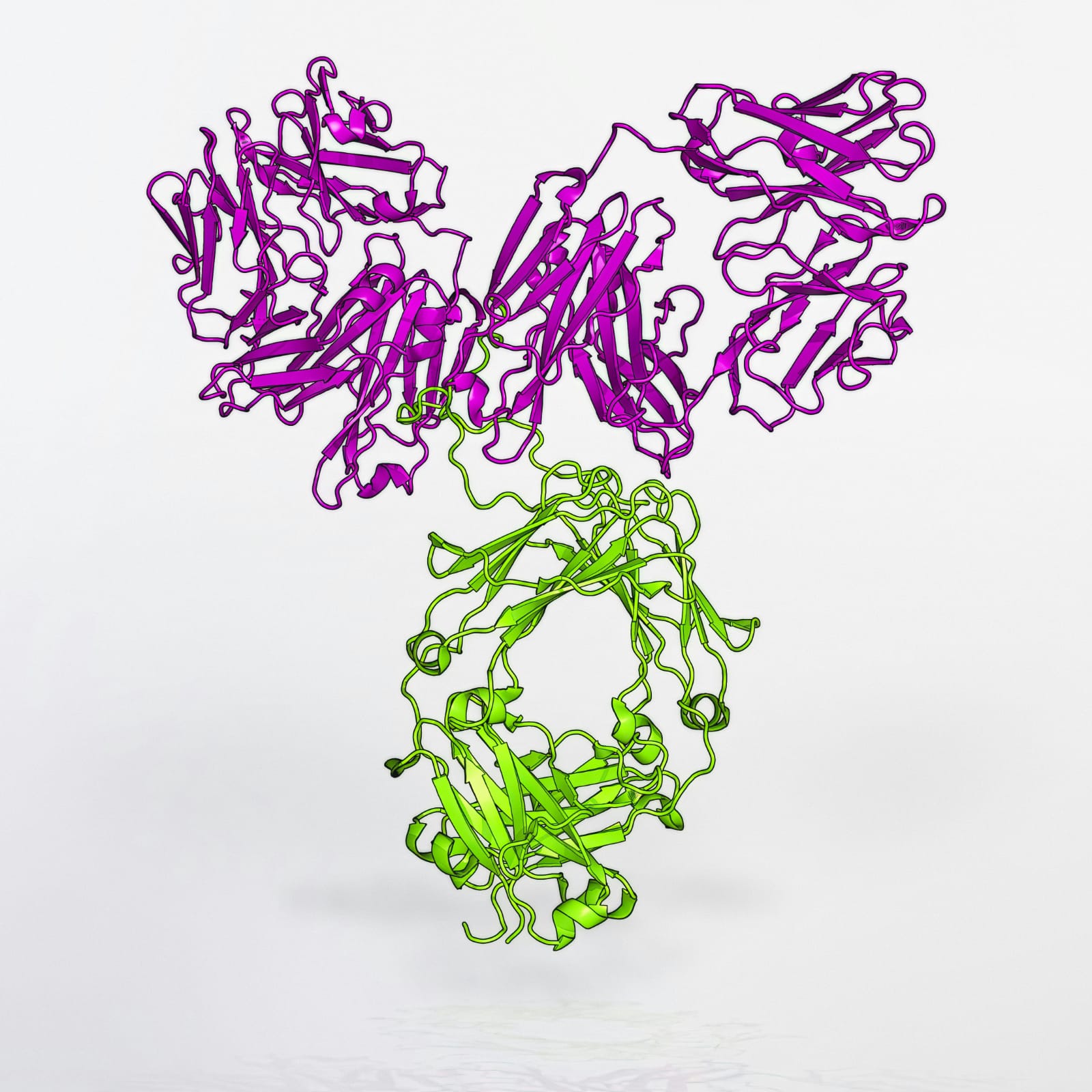 Estrutura tridimensional de um anticorpo monoclonal com regiões de ligação ao antígeno destacadas, ilustrando como funciona sua ação terapêutica.