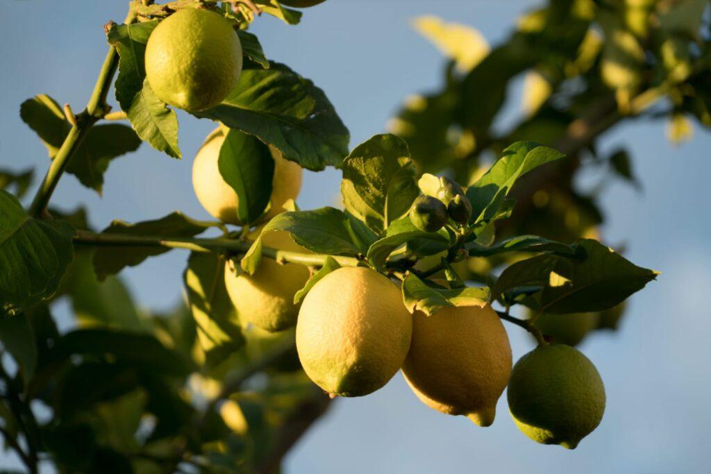 Limões verdes e amarelos em um limoeiro sob a luz do sol representando o ingrediente natural usado na água com limão.