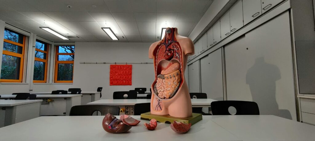 Modelo anatômico do corpo humano em uma sala de aula de ciências, mostrando órgãos internos como coração, pulmões, fígado e intestinos sobre uma mesa.