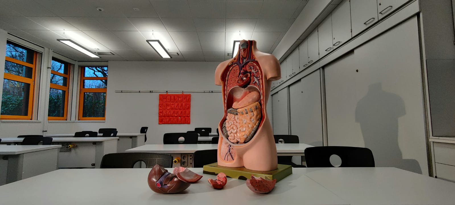 Modelo anatômico do corpo humano em uma sala de aula de ciências, mostrando órgãos internos como coração, pulmões, fígado e intestinos sobre uma mesa.