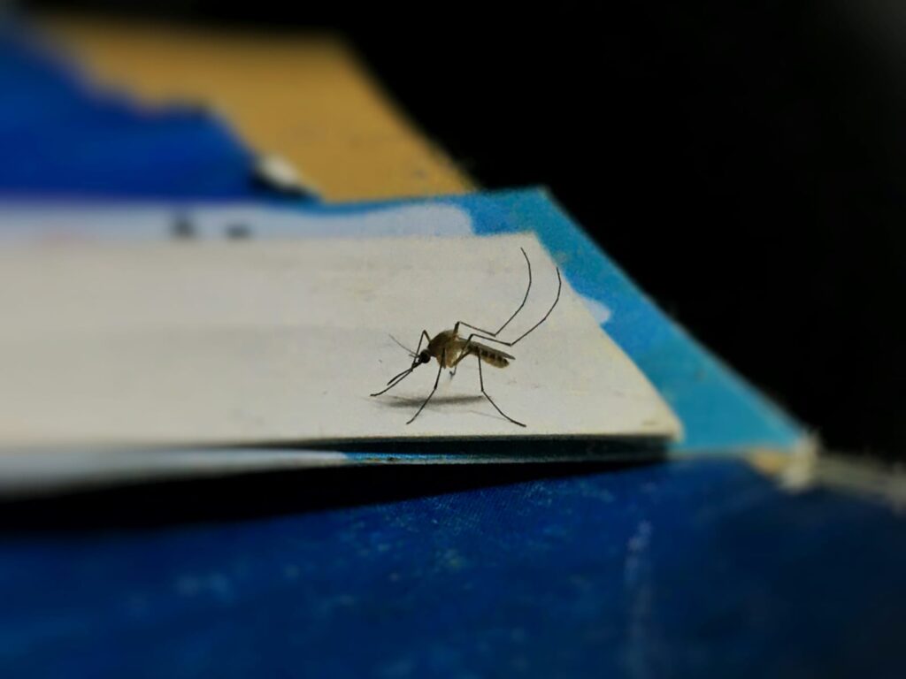Mosquito pousado sobre uma superfície de papel, visto de perto, com fundo desfocado.