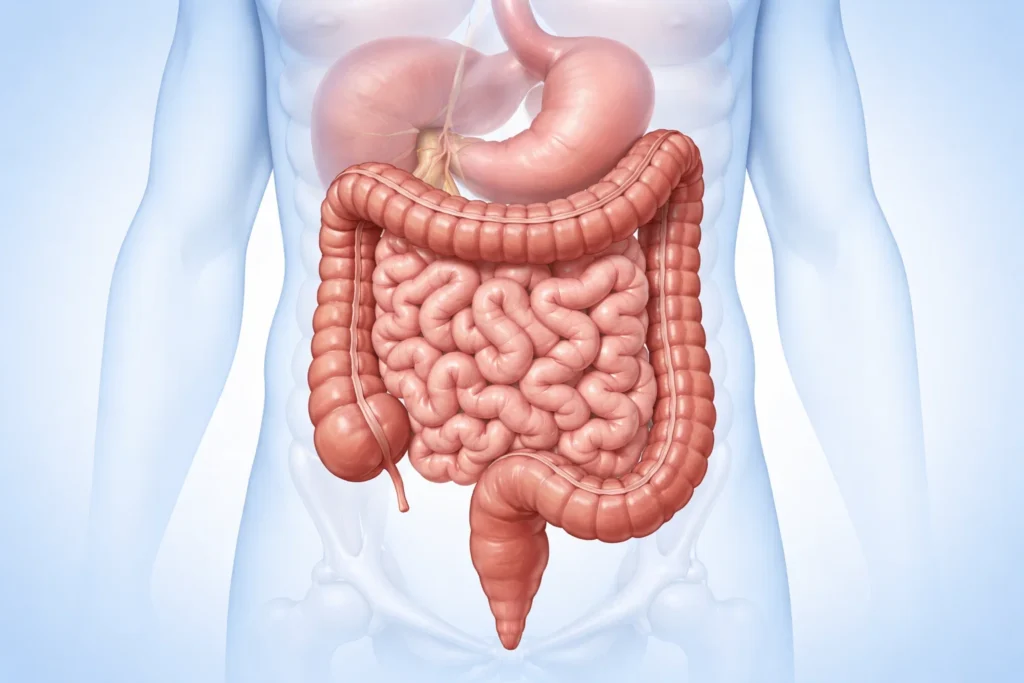 Ilustração anatômica do intestino humano destacando o local de produção dos Ácidos graxos de cadeia curta.